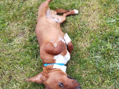 Jack Russell Puppies in Tipperary - Meet Milo