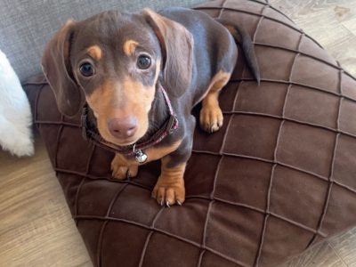 Miniature Dachshund in Kildare - Playful Puppy