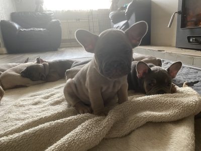 Fawn French Bulldog Puppies for Sale in Ireland