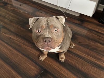 American Bully Pocket Puppies in Baltinglass