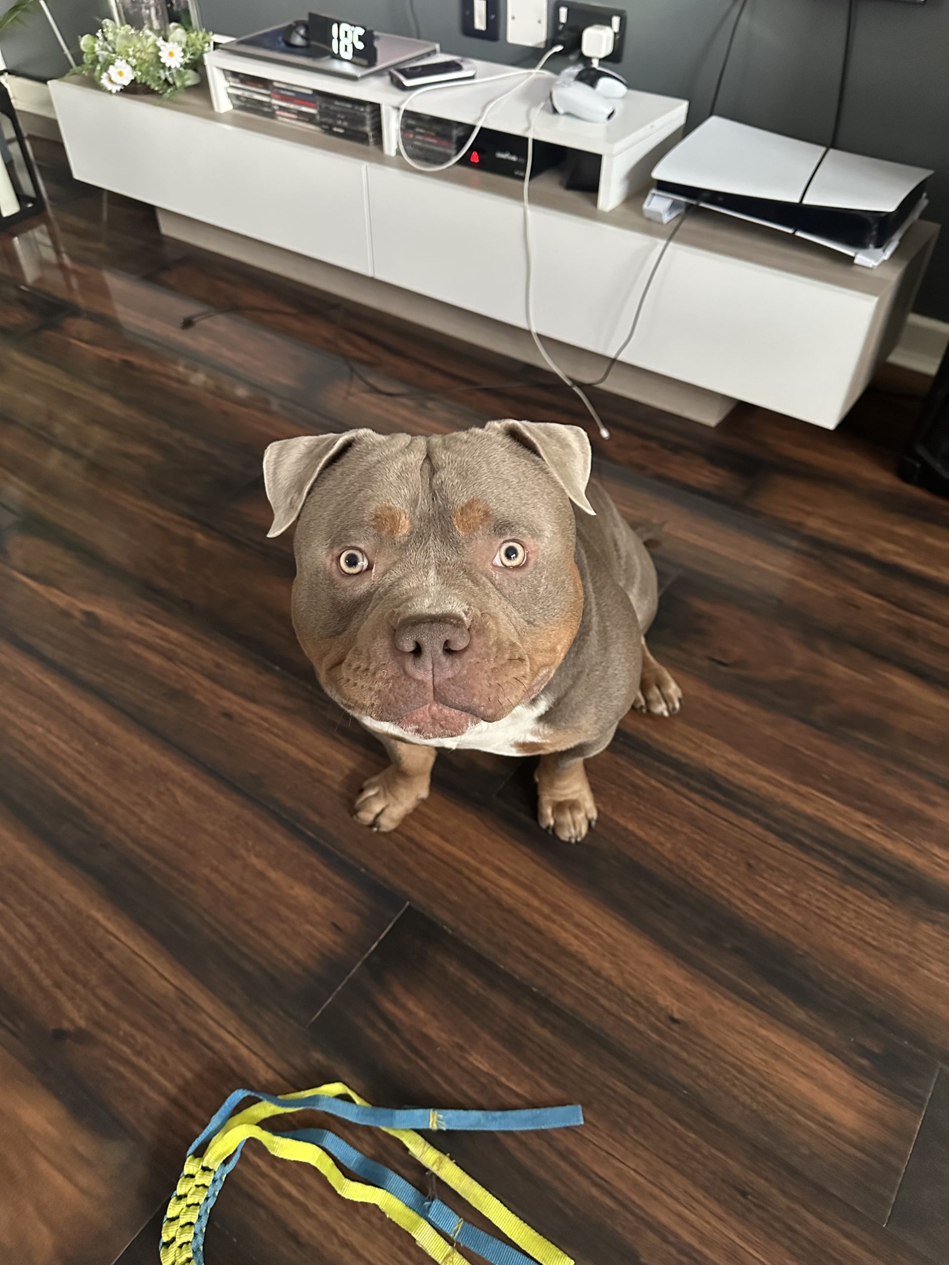 American Bully Pocket Puppies in Baltinglass