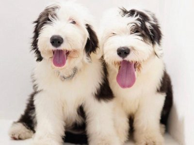 Old English Sheepdog Puppies in Shroughmore