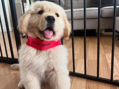Golden Retriever in Donegal - IKC Registered
