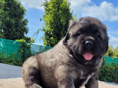 Caucasian Shepherd Puppies for Sale in Graigue