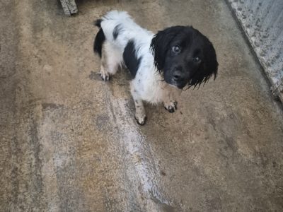 Springer Spaniel Puppies for Sale in Foynes