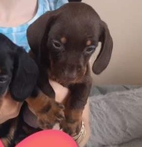 Miniature Dachshund Puppies in Dublin 24