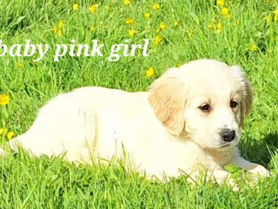 Golden Retrievers for sale in Dublin - Microchipped
