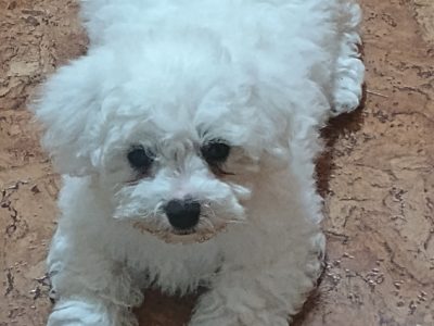 Playful Maltese Puppies for Sale in Portlaoise