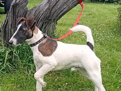 Smooth Fox Terriers for Sale in Scariff