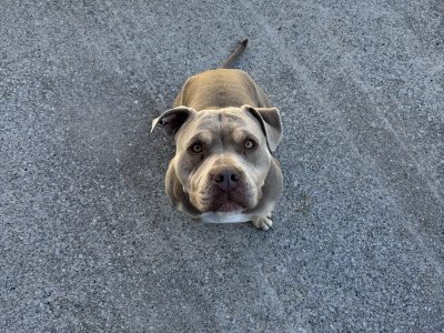 Pocket Bully for Stud in Dublin - IKC Registered