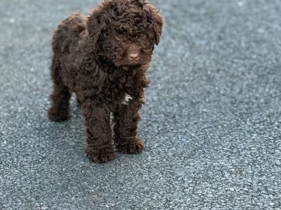 Cavapoo Puppies for Sale in Bailieborough