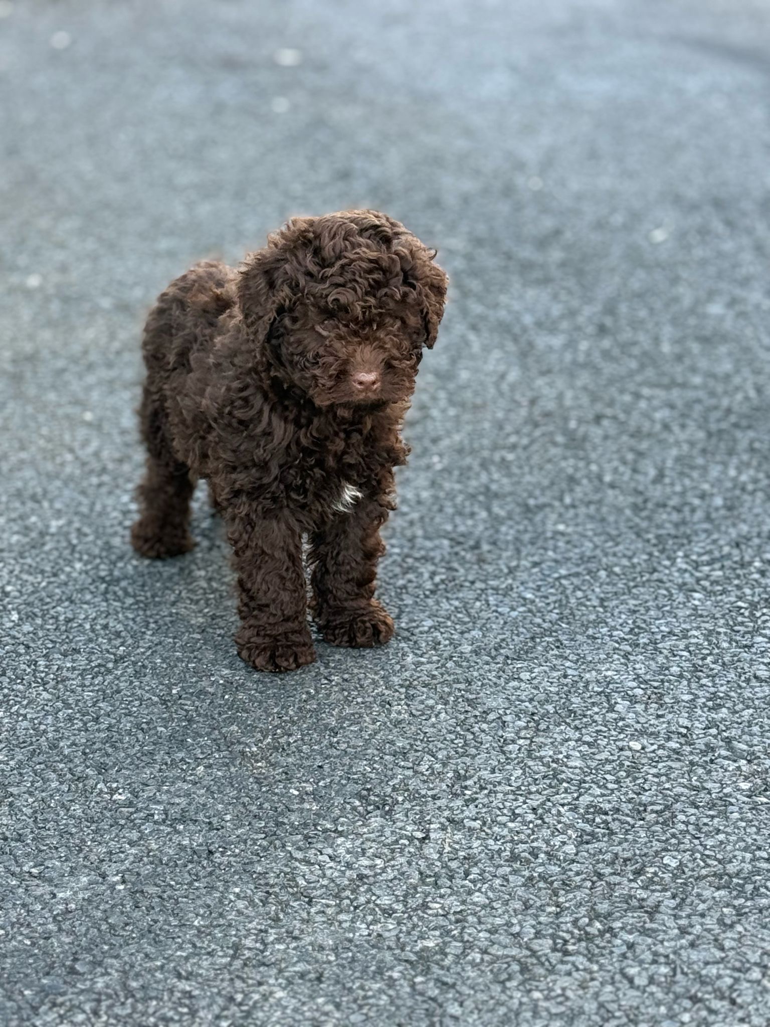 Cavapoo Puppies for Sale in Bailieborough