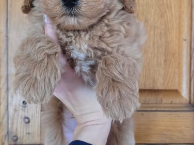Cavapoo Puppies for Sale in Trim