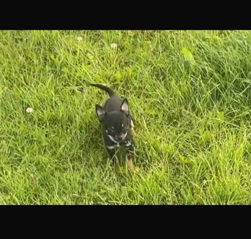 Teacup Chihuahuas for Sale in Knocklyon