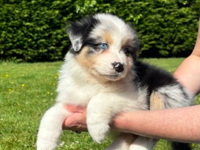 Australian Shepherd