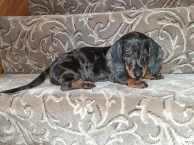 Dachshund Puppies for Sale in Moate - IKC Registered