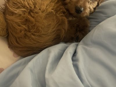 Cavapoo puppy for sale