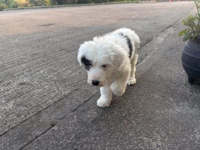 Old English Sheepdog Puppies in Ennis