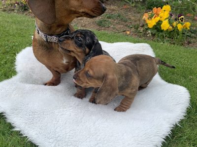 Miniature Dachshund Puppies in Wexford