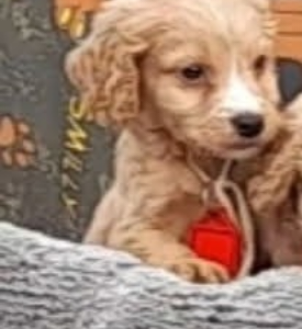 Cockapoo Puppy for Sale in Dublin - Playful Pup