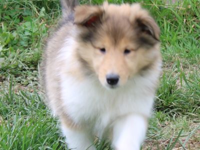 Rough Collie Puppies in Croom - IKC Registered
