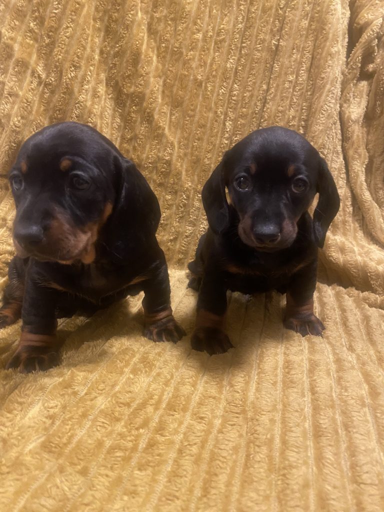 Dachshund Ikc (pending)