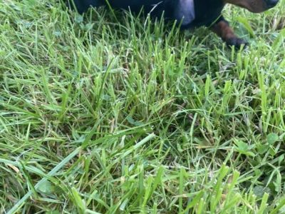 Dachshund Puppies for Sale in Ashbourne