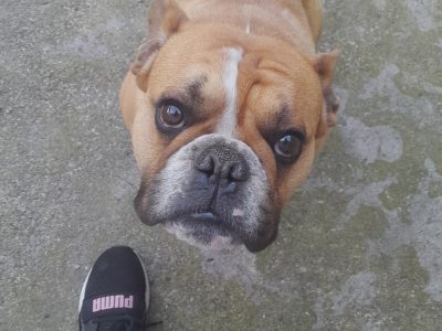 French x English Bulldog in Carlow