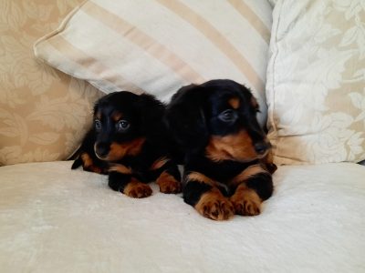 Long Haired Dachshund Puppies in Swords