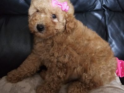 Toy Poodle Puppies for Sale in Sligo