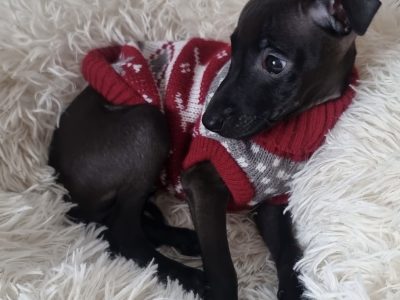Italian Greyhound Puppies in Blanchardstown