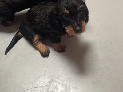 Dachshund Puppies for Sale in Newbridge