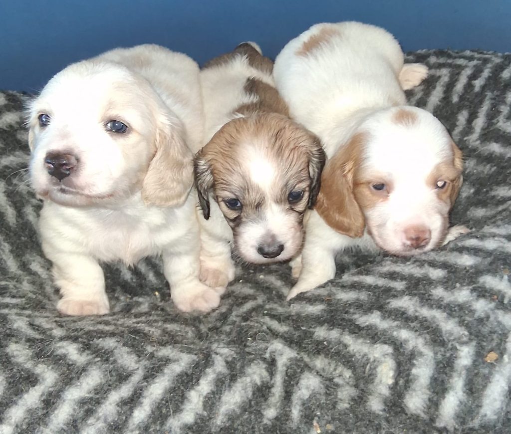 Longhaired Dachshund Puppies