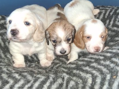 Longhaired dachshund puppies