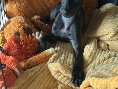 Italian Greyhound Puppy in Dublin 18 - Playful Iggy