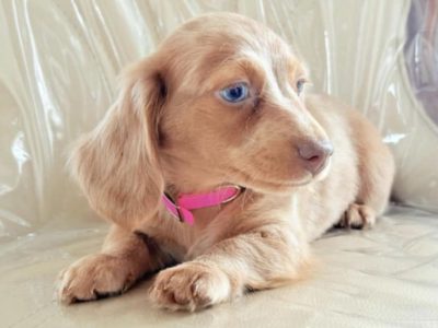 Dachshund Puppies for Sale in Kildare - IKC Registered