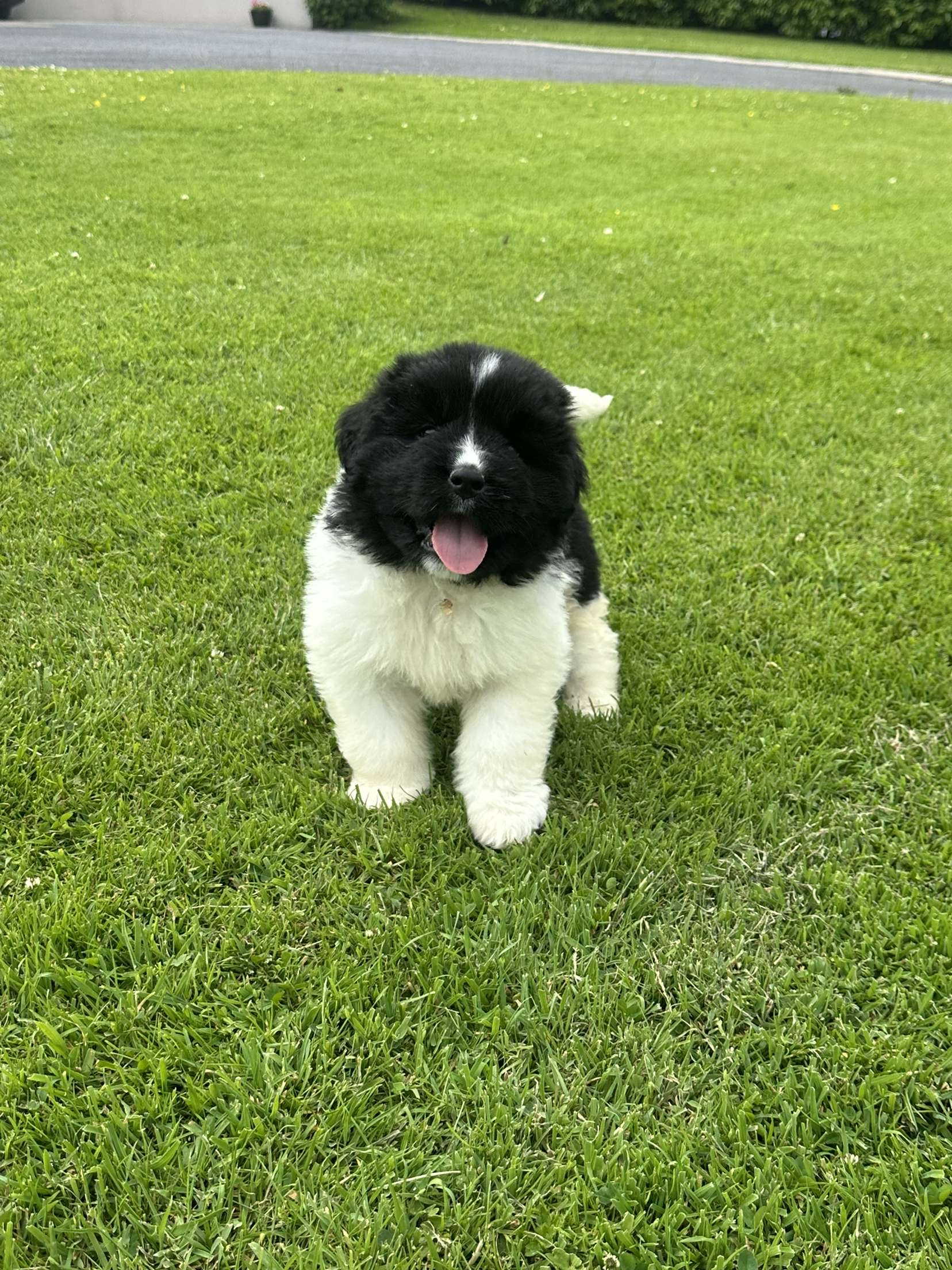 IKC Registered Newfoundland Pups