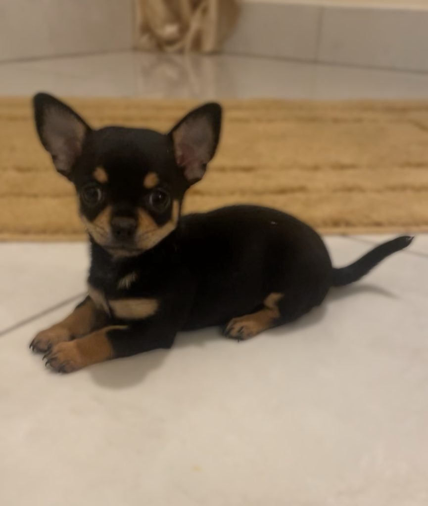 Female Chihuahua Puppy Ikc Registered