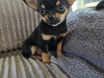 Chihuahua Puppy for Sale in Santry - Adorable