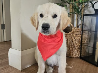 Beautiful Golden Retriever Puppies for sale