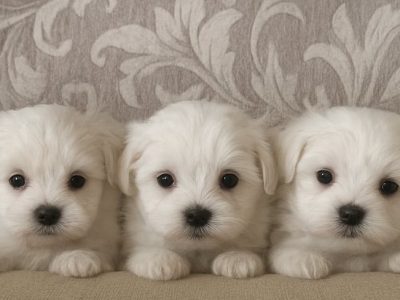 Playful Maltese Puppies in Tipperary Town