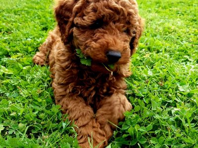 Ikc Red Miniature Poodles