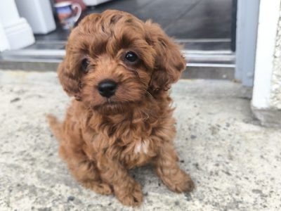 Beautiful ginger color Maltipoo puppies