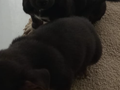 Dachshund Puppies for Sale