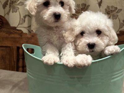 Bichon Frise puppies