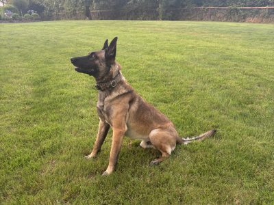Belgian Shepherd Stud in Glanmire - IKC Registered