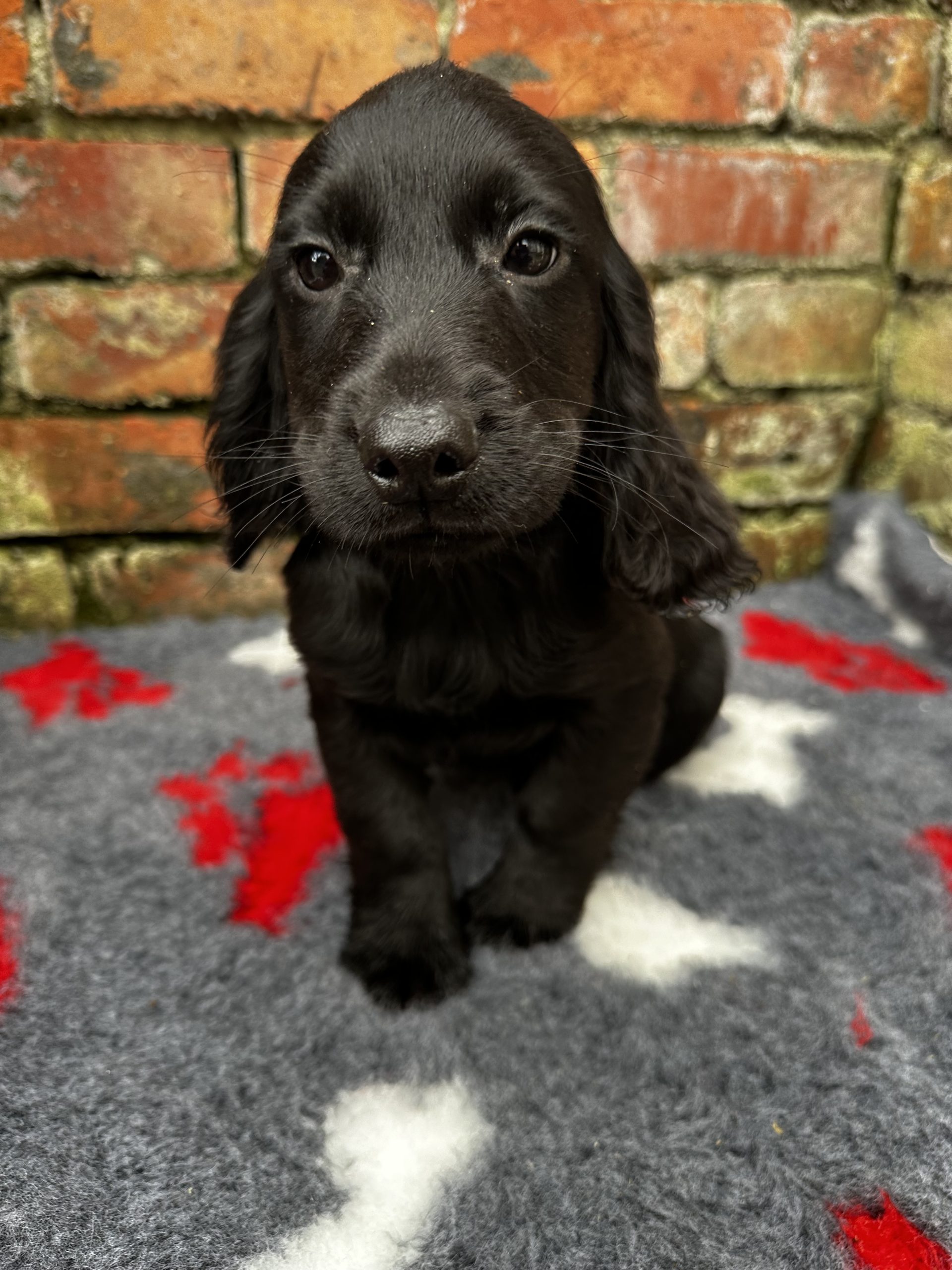 Cocker Spaniel Puppies in Letterkenny