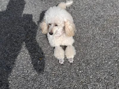 Miniature Poodle Puppies in Ballaghaderreen