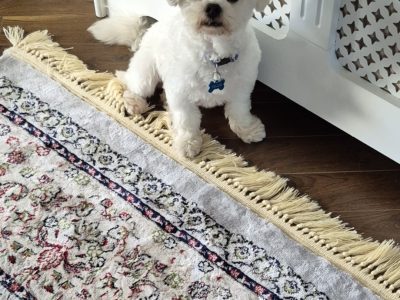 10 month old Maltese