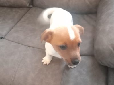 4 jack Russell puppies